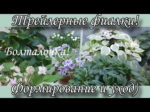 Видео: Трейлерные фиалки! Мой опыт выращивания) Болталочка!