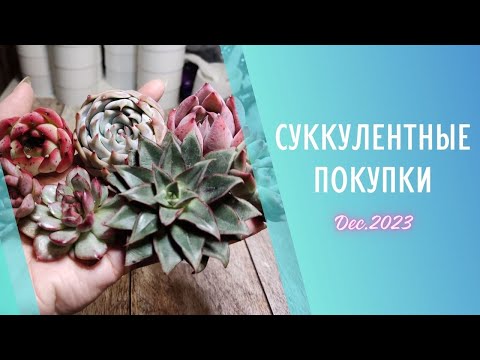 Видео: Распаковка корейских суккулентов 🌱 Декабрь 2023