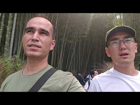 Видео: Kyoto Bamboo Forest — звуки природы и спокойствие