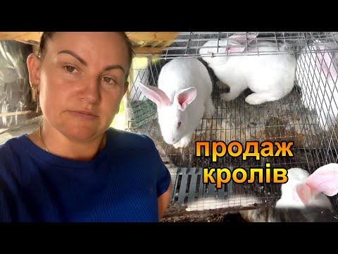 Видео: Новий корм для кролів. Відкрили сезон продажу кроликів