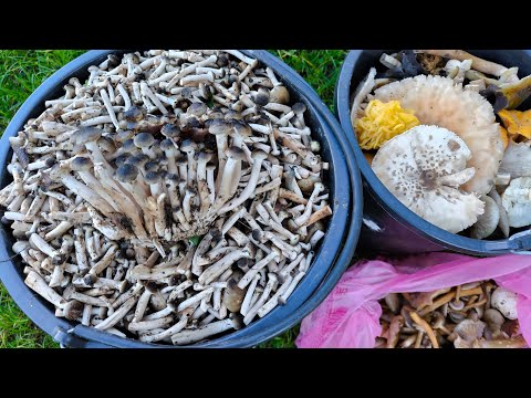 Видео: Грибы в дубовом лесу Сочи Лазаревский р-н конец октября.