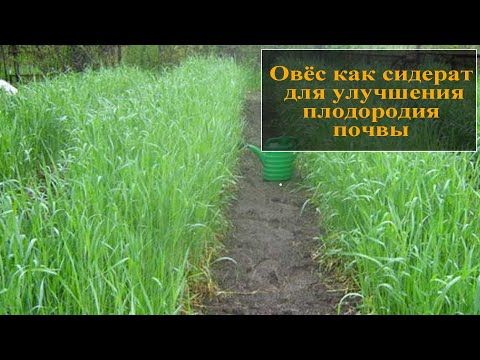 Видео: Овес как сидерат