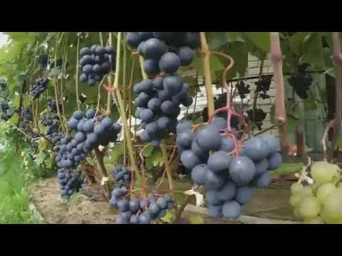 Видео: Юодупе. Виноградник Вадима Точилина