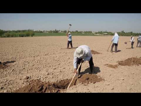 Видео: Узум қаламчаларини экиш - Uzum qalamchalarini ekish
