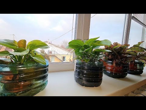Видео: Перезимовали эхинодорусы на подоконнике. И по нересту Радужницы