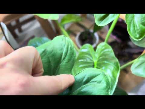 Видео: Клещ и трипсы на комнатных растениях| Как я и моя коллекция это пережили?