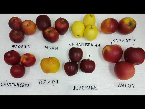 Видео: Обзор сортов CRIMSON CRISP / ORION / JEROMINE