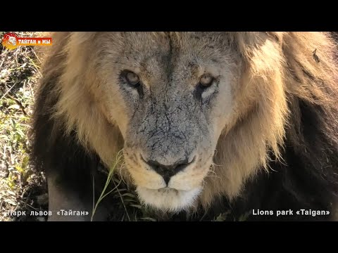 Видео: Кто такой ВУЙКО и почему вуйко - Алекс? Львы. Тайган. Lions life in Taigan.