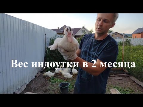 Видео: Вес индоуток в 2 месяца