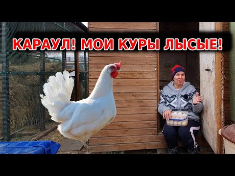 Видео: Поздняя линька у кур несушек осенью - зимой: чем кормить во время линьки