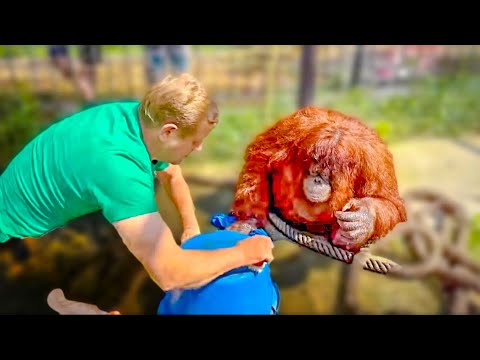 Видео: ЭТО НЕ ВОЗМОЖНО! Олег Зубков научил орангутанг Дану мыть полы и наводить порядок в вольере)))