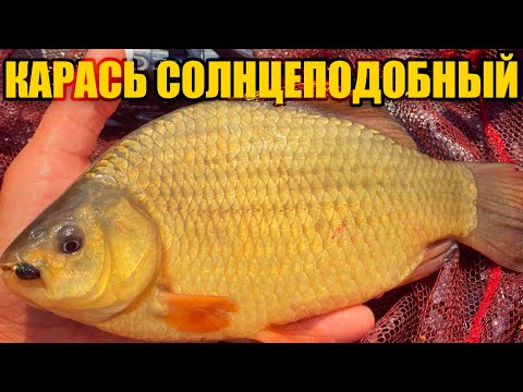 Видео: МОРМЫШИНГ \ ЗА  КРУГЛЫМИ КАРАСЯМИ