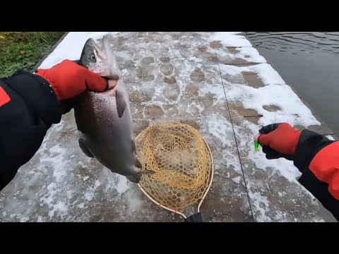 Видео: Ловля прудовой ФОРЕЛИ на СПИННИНГ! Пионерский пруд а Селятино!