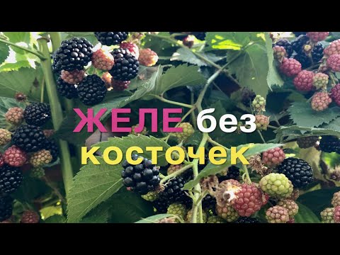 Видео: ЖЕЛЕ из ЕЖЕВИКИ без косточек и без варки.