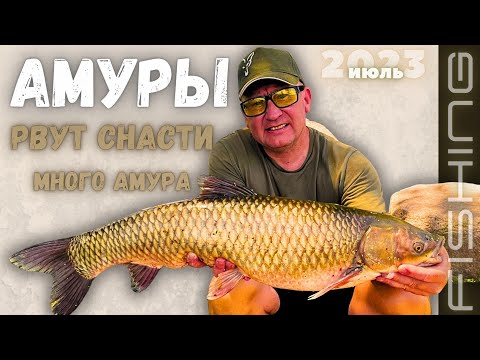 Видео: БЕШЕНЫЙ КЛЁВ АМУРА. Супер рыбалка близ Алматы.Рыбацкая Усадьба. НАЛОВИЛИ МНОГО БЕЛОГО АМУРА.