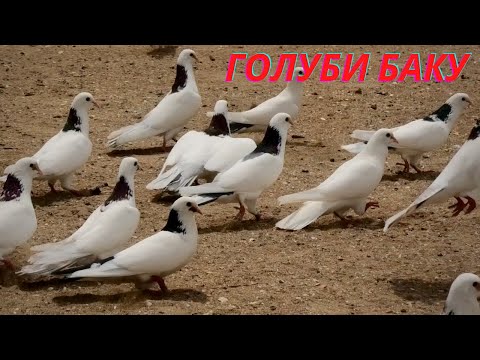 Видео: Бакинские голуби Зейналова Бахруза в Баку!