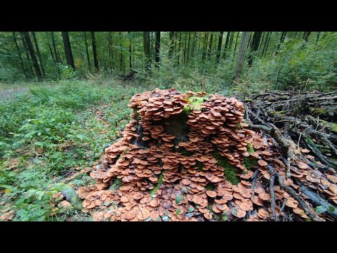 Видео: Яких ГРИБІВ там тільки не було!.Мальовнича грибна пригода!