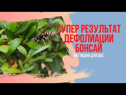 Видео: Дефолиация бонсай. Как ускорить рост бонсай? Fast growing bonsai after defoliation