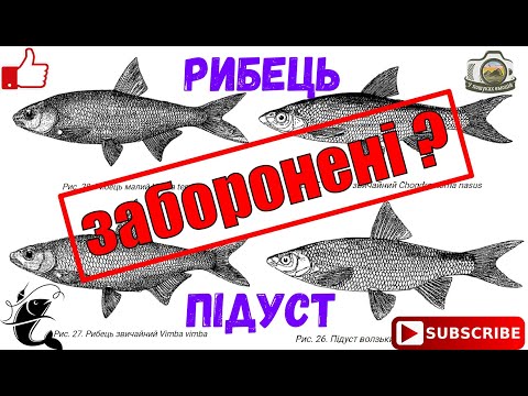 Видео: РИБЕЦЬ, ПІДУСТ ВІДМІННОСТІ. ЗАБОРОНА ВИЛОВУ?