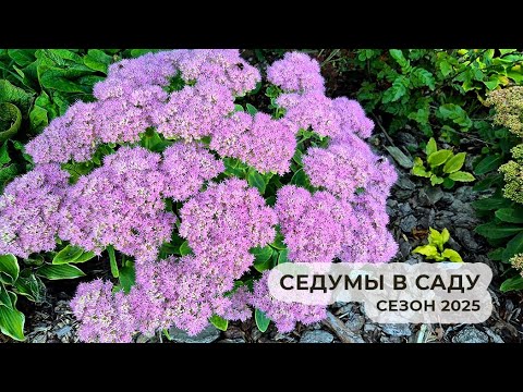 Видео: Cедумы в саду: обзор сортов, сезон 2025