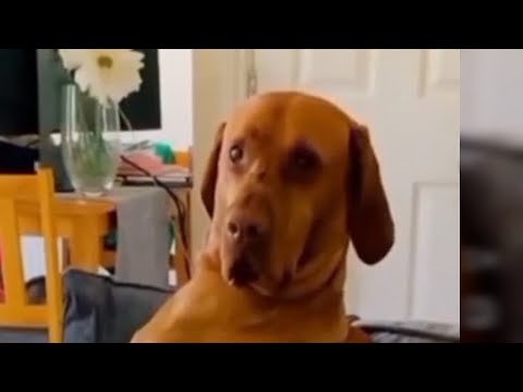 Видео: Прикольное видео про собачек, котов, котят.Приколы с домашними питомцами: смех до слез