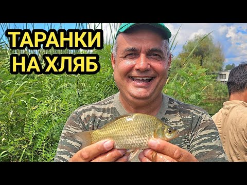 Видео: И тук ме откриха! Таранки и червеноперки на плаж Шкорпиловци! Риболов с фенове от плажа!