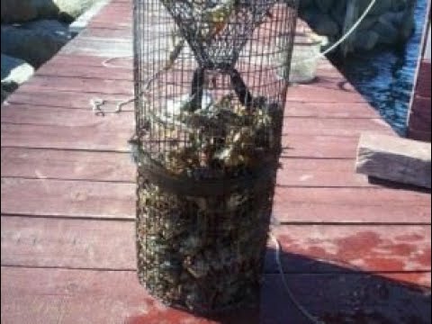 Видео: РАКОЛОВКИ ИЗ СТРОИТЕЛЬНОЙ СЕТКИ.И ВКУСНЕЙШАЯ УХА.