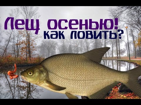 Видео: Лещ осенью. Уроки.