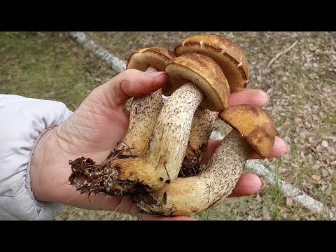 Видео: Майские подберёзовики, свинухи, маслята на каждом шагу! Шикарный сбор! Грибной май.