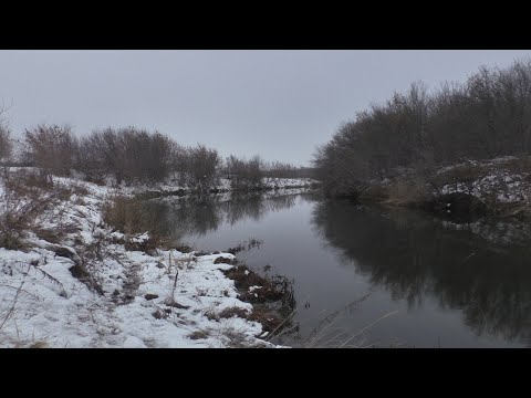 Видео: Ловля налима в ноябре на нарезку. Налим на донки и тычки