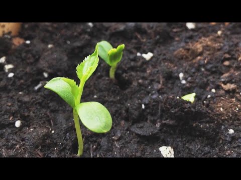 Видео: Стратифікація зернят яблуні та кісточок аличі - все дуже просто