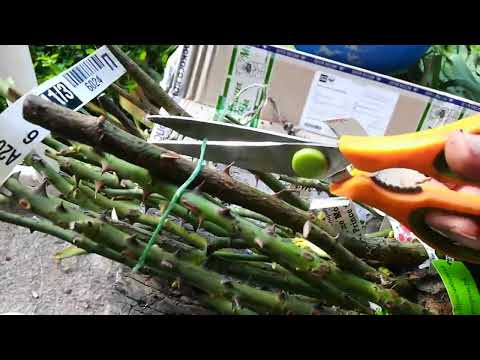 Видео: Распаковка осенних роз из питомника "Мишкины розы"