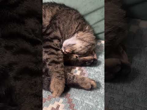 Видео: Как мы взяли Полосатика. И как дела у ночки.