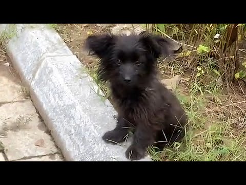 Видео: Горячая бездомная собака выживает на мусоре, спасен и взят в мировой тур!