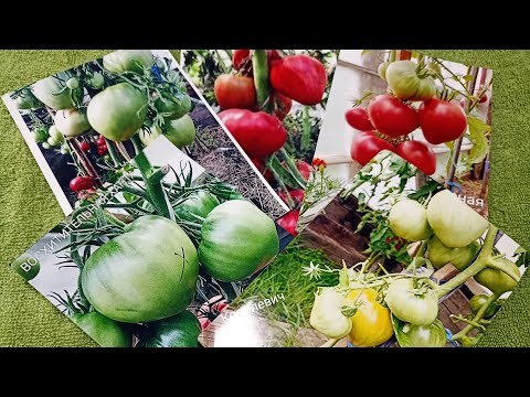 Видео: Сибирь. Видео каталог. Лучшие из лучших томаты за последние три года.