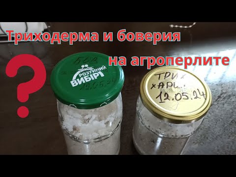 Видео: Выращивание в домашних условиях триходермы и боверии на агроперлите. Биопрепараты самостоятельно.