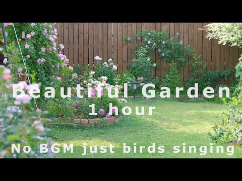 Видео: Без субтитров, без BGM / Красивый сад Исцеление видео 🌿 в течение 1 часа