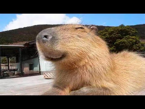 Видео: КАПИБАРА (FUNNY CAPYBARA)