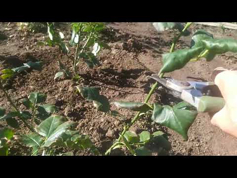 Видео: Розы.Пересадка роз.