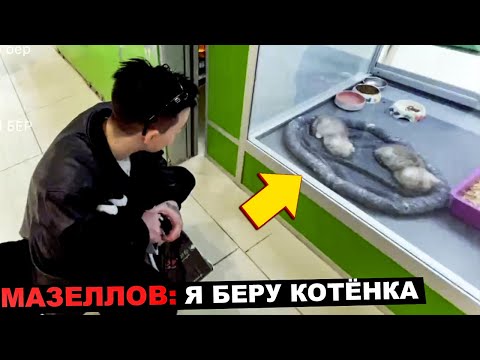 Видео: НА ЧТО ПОТРАТИТ 20 000 RUB МАЗЕЛЛОВ | КУПИЛ КОТА | НОВОЕ ШОУ СТИНТА