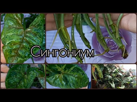 Видео: БЫСТРОЕ размножение СИНГОНИУМА🌱Сорт Кристмас🌸Тиффани🌱Кустовой🌸Черенкование🌸Грунт🌱Корни🌸Обработка