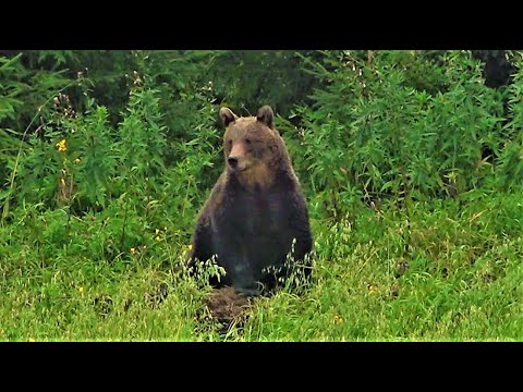 Видео: На медведя на овсах. Охота на Русском Севере.