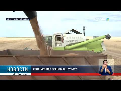 Видео: Сбор  урожая  зерновых  культур