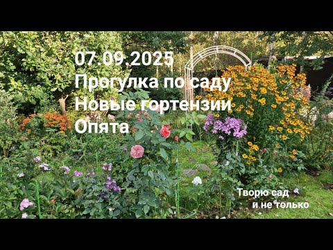 Видео: Творю сад. 07.09.2025. Прогулка. Новые гортензии. Опята