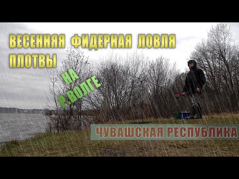 Видео: Ловля плотвы на фидер на Волге | Бешеный клев плотвы в непогоду на открытии сезона