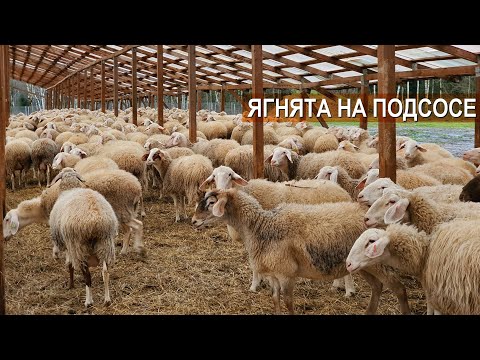 Видео: Содержание ягнят породы Ассаф на подсосе. Ферма Нины Муляк
