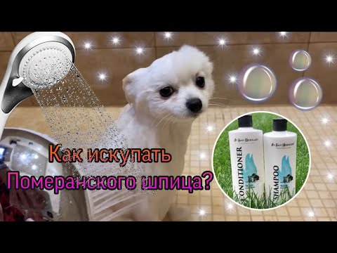 Видео: Как искупать ШПИЦА? | Шампунь и бальзам |