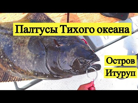 Видео: Палтусы Тихого океана. Остров Итуруп