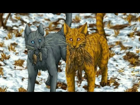 Видео: Игра CatWar. Как найти семью, наставника, вылечиться от болезней и многое другое.