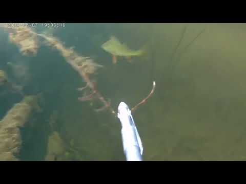 Видео: Подводная охота Выстрел с ружья альпина саб alpina sub